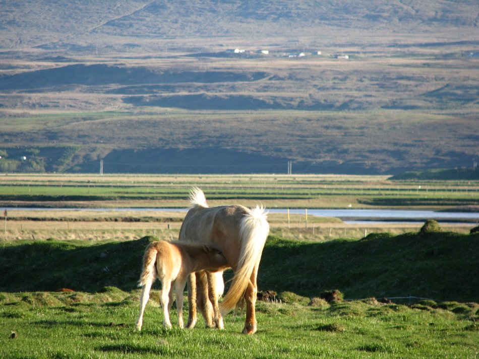 breastfeeding animal on the background of the beauty of Iceland