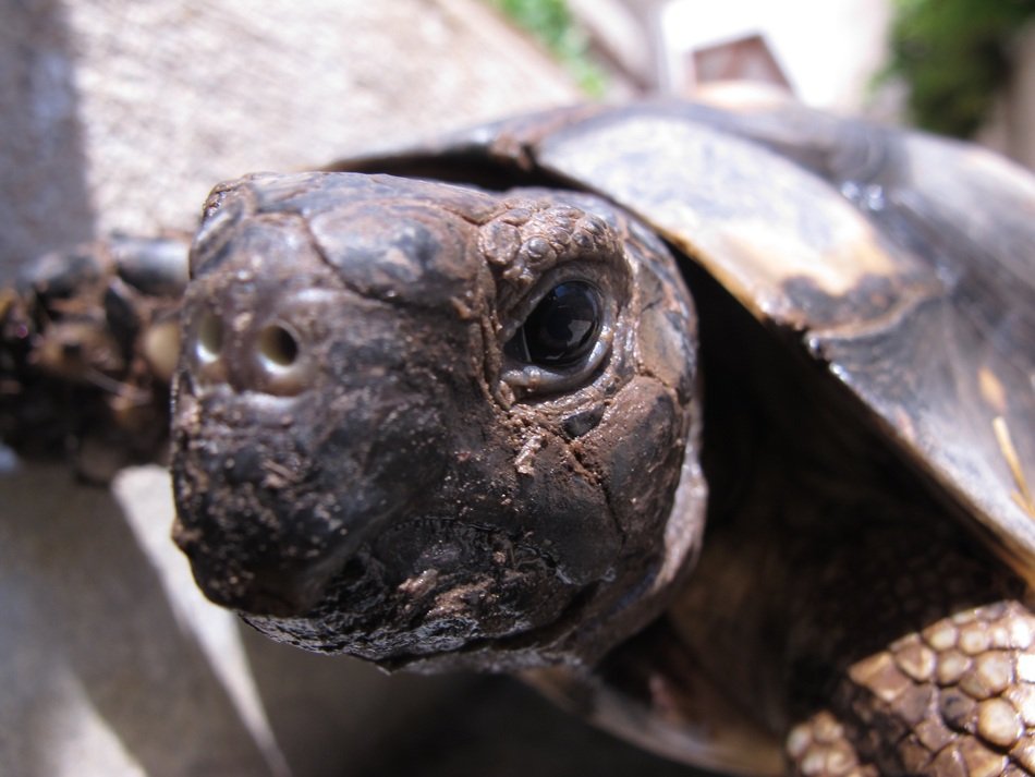 picture of a tortoise head