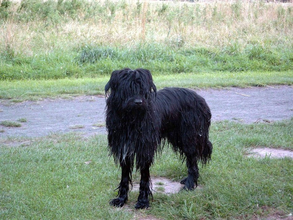 black shabby wäller dog near path
