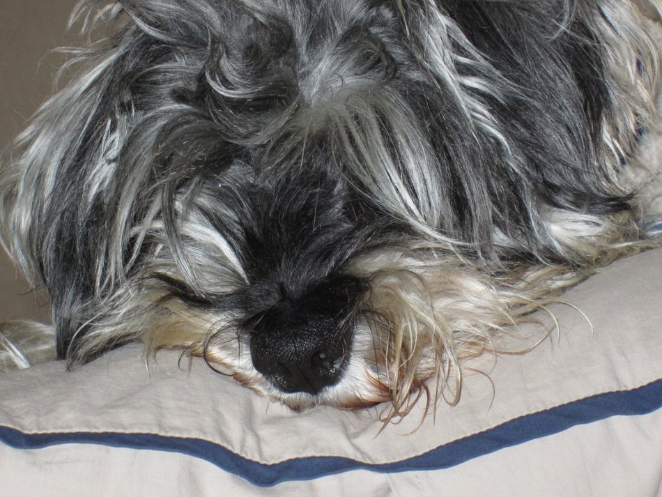 furry sleeping schnauzer