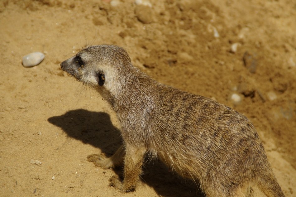 meerkat is walking in the sand