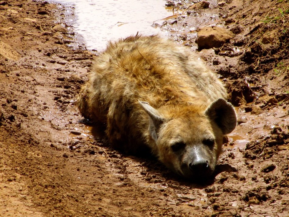 Hyena in widlife
