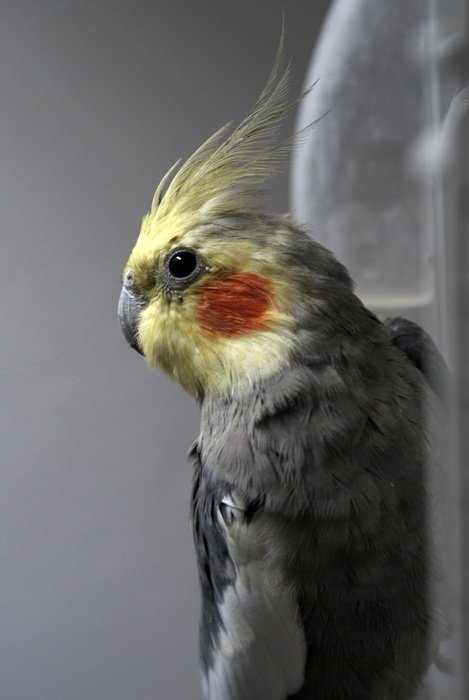 parrot nymph near the wall