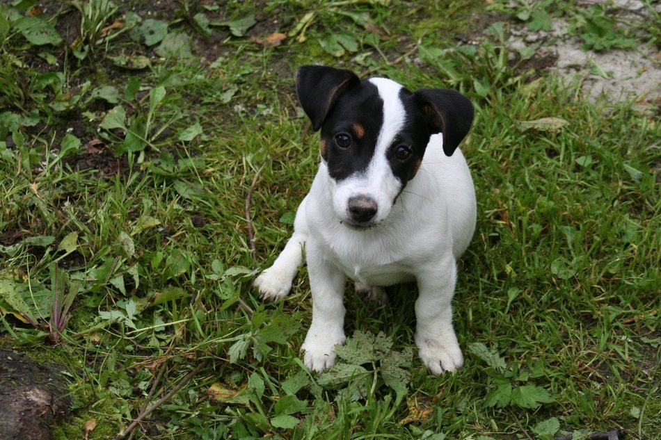 havko on the grass close-up