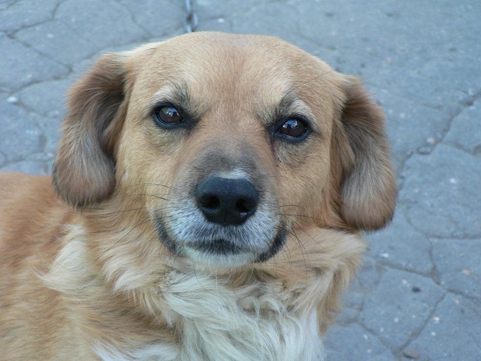 Portrait of the dog in the street