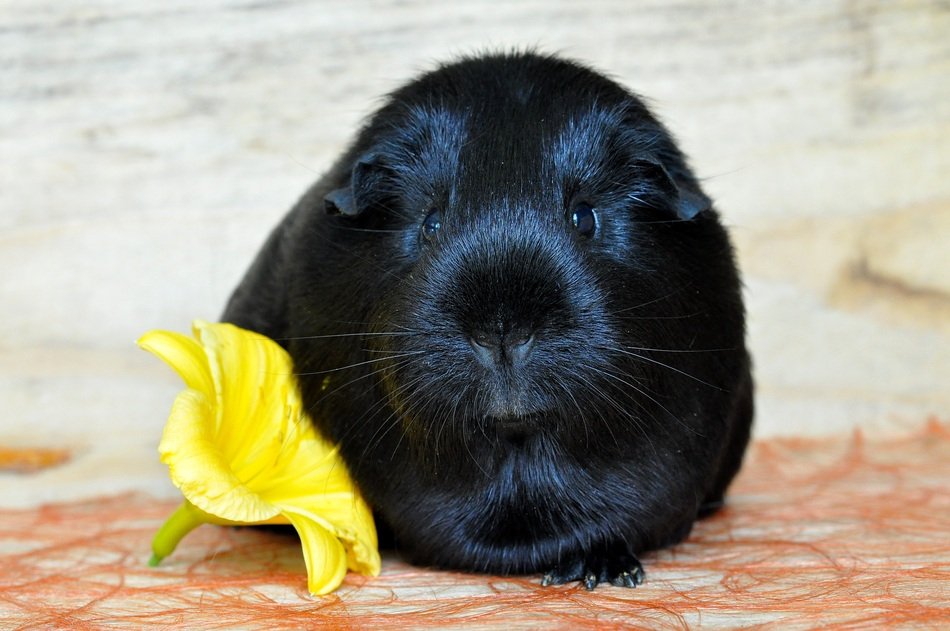 black guinea pig and yellow flower
