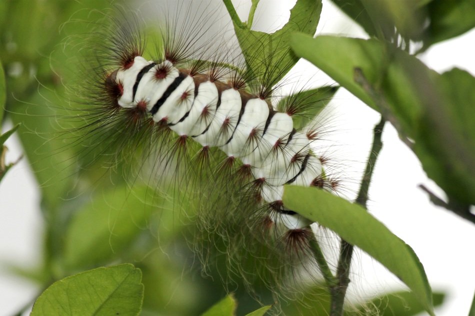 White caterpillar on the green plant