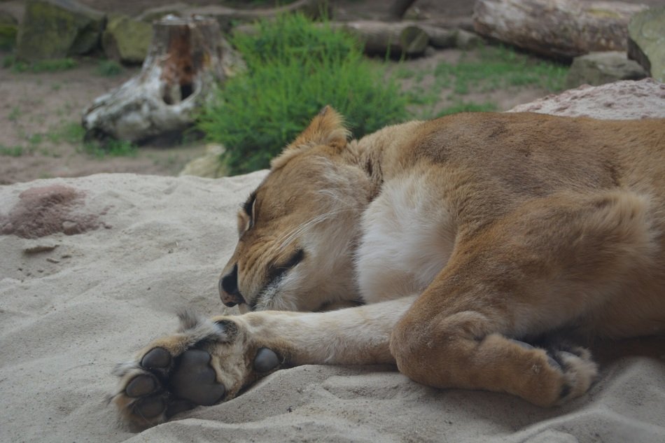 Lioness on the sand
