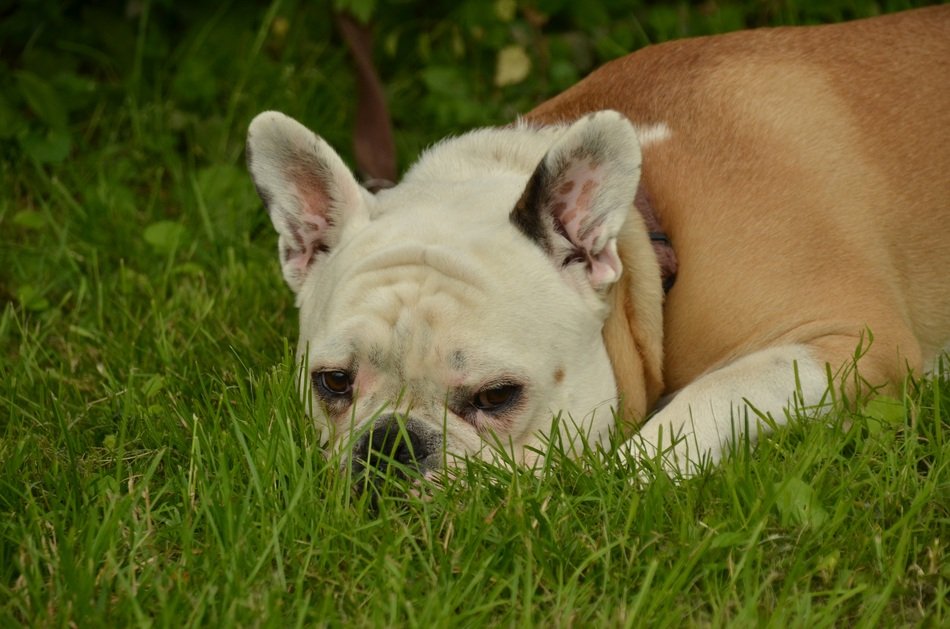 brown-white bulldog on the grass
