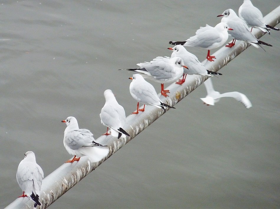 gulls on the parapet above the water
