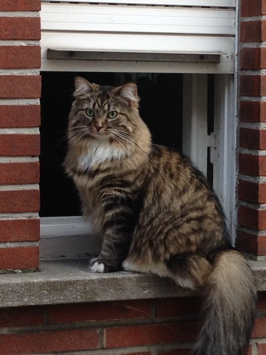 cat sitting on the background of the window