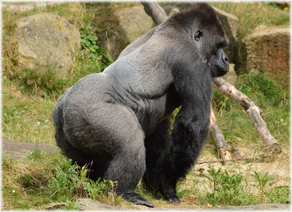 photo of gorilla at the zoo in Holland