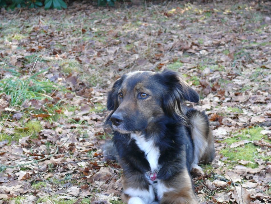 Picture of border collie dog on dry leaves