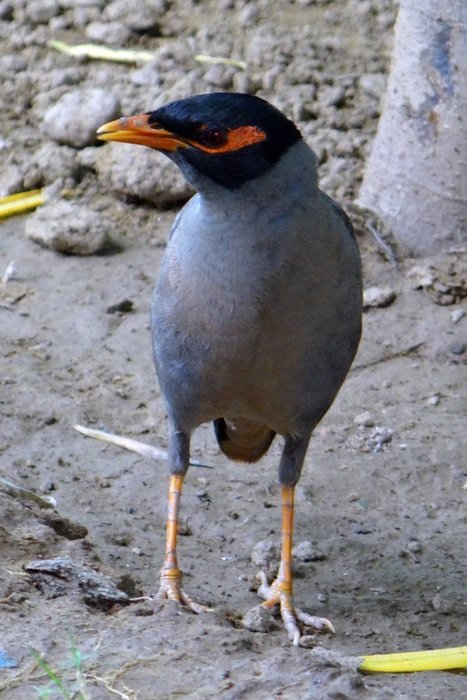 Bank Myna or Acridotheres Ginginianus
