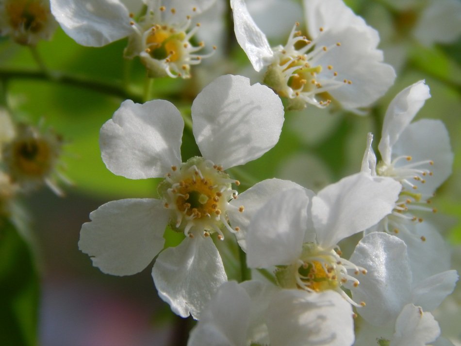 Picture of Bird-Cherry Tree flowers