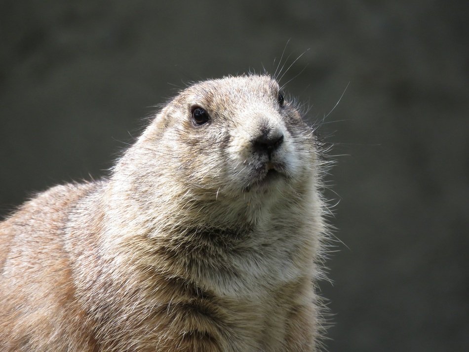 prairie dog, representative of the animal world of the prairie