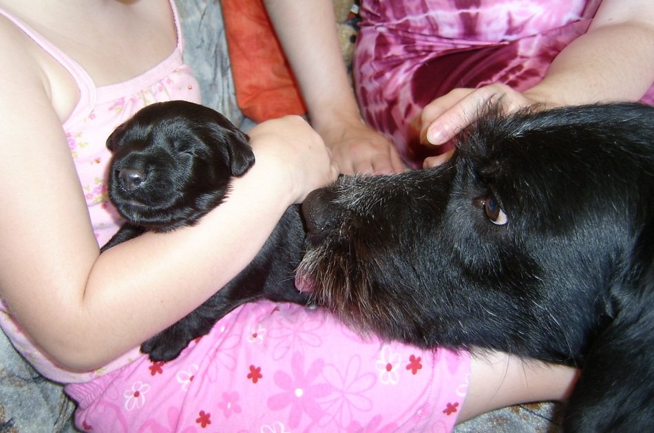 puppy in the arms of the girl