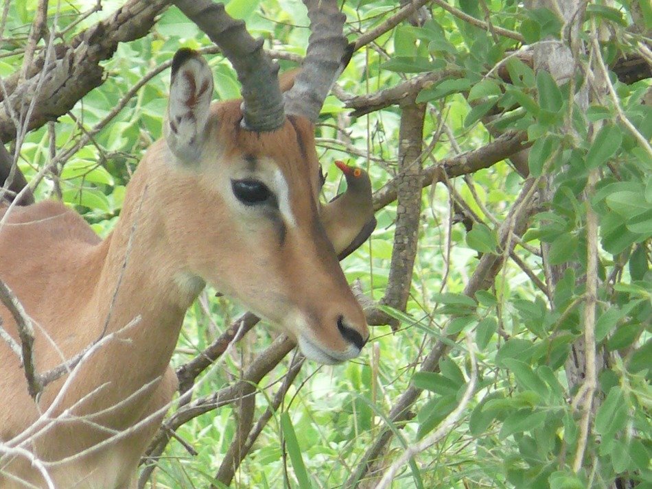 impala among tree branches
