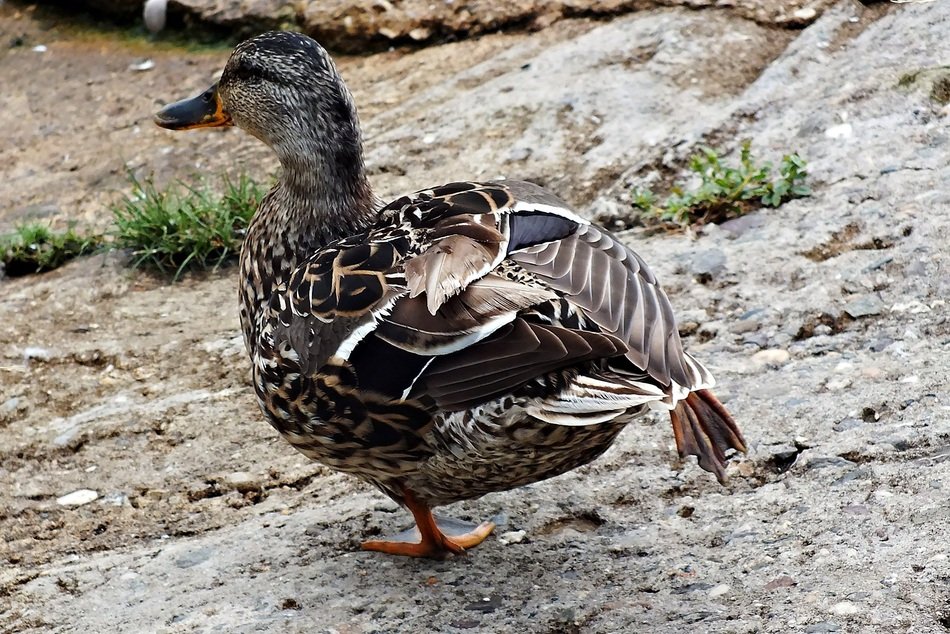 wild duck on the rocks