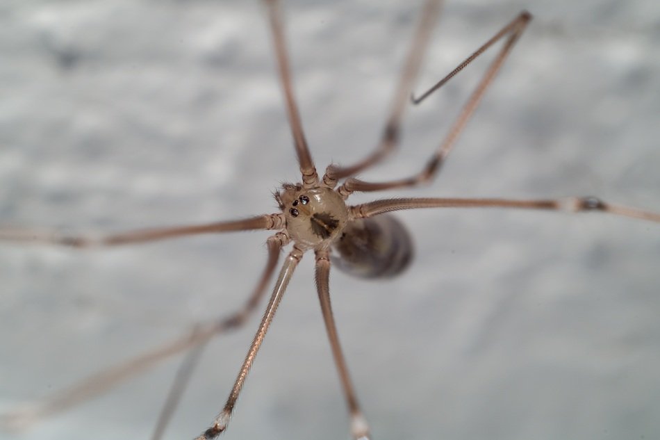 brown Cellar spider