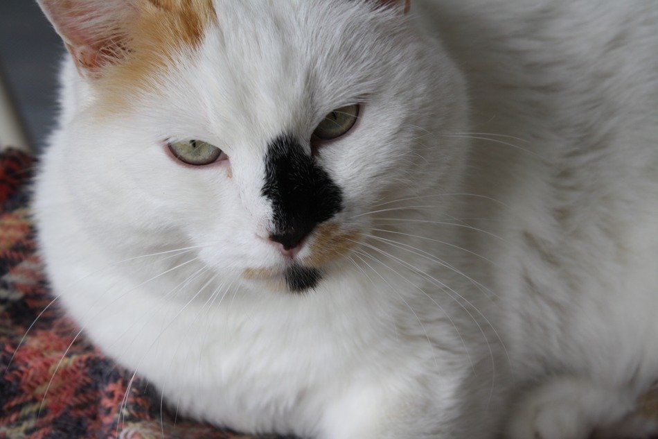 Portrait of the colorful and beautiful cat