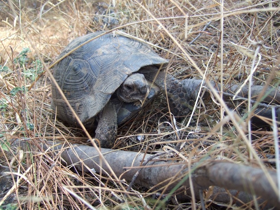 the turtle in the dry grass
