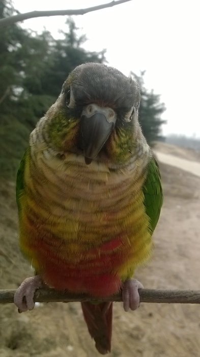 conure bird in wildlife