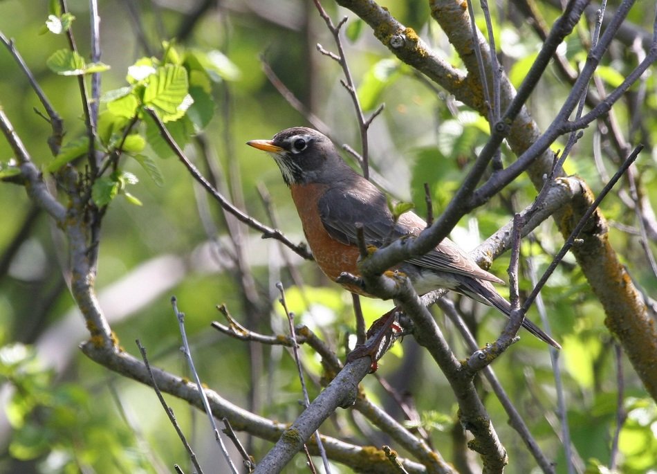 turdus among shrubs