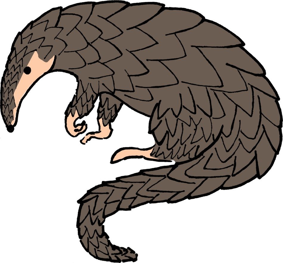 drawing wild pangolin