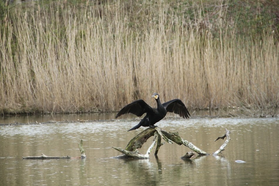 Bird Wing Animal