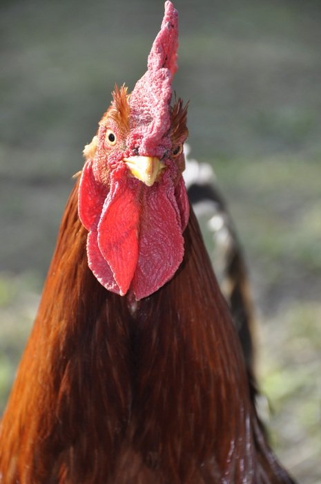 Portrait of cock in nature