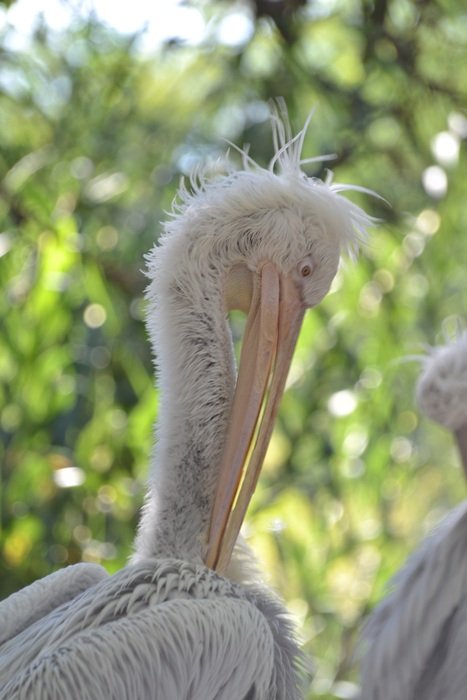 Pelican close-up on blurred background