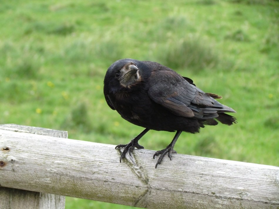 Black bird on the bench fence