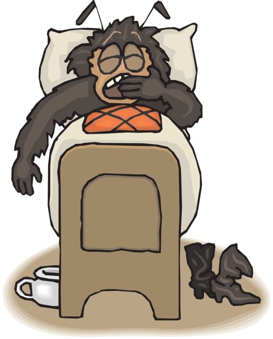 Insect sleeping in the bad drawing