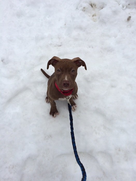puppy on a long leash in the snow