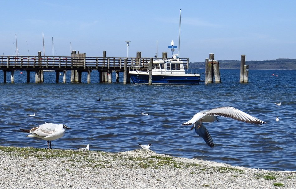 seagulls on the lakeside