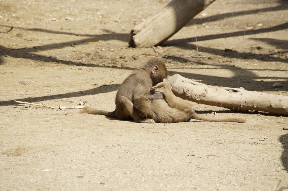 wild young baboons like brother and sister