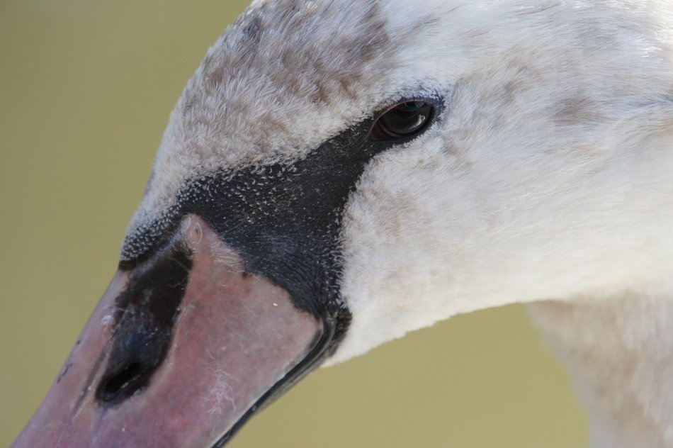 Portrait of the swan in the river