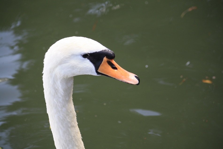 white swan head on water background