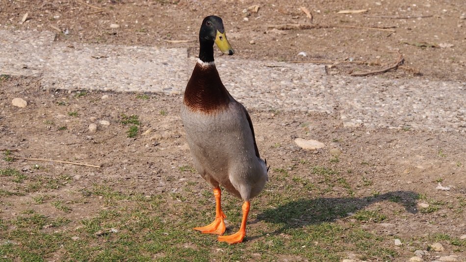 Running duck on a farm