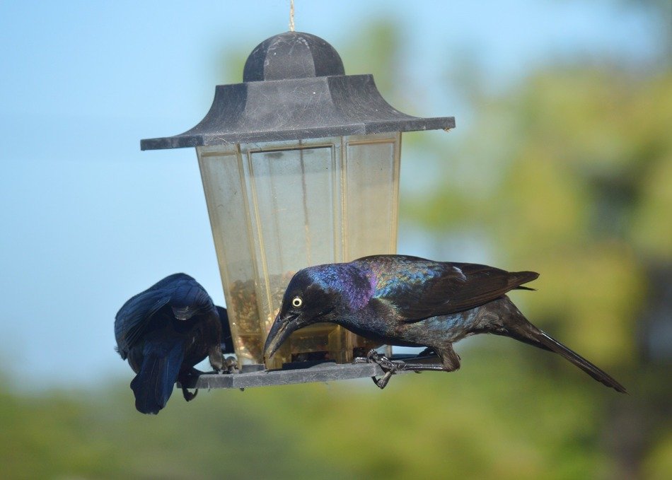 Grackles Black Birds