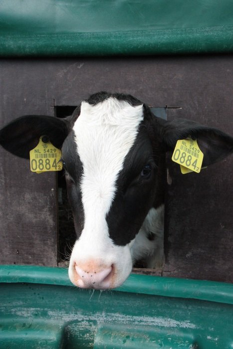 black and white cow with a brand in the pen