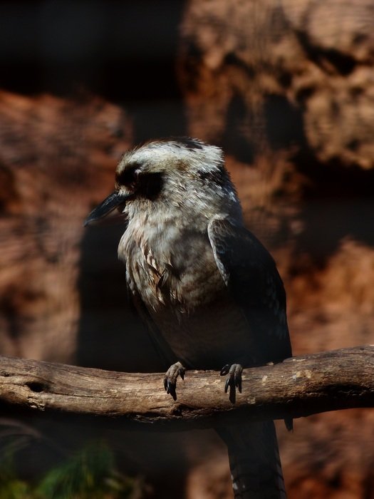 jaegerliest bird in wildlife