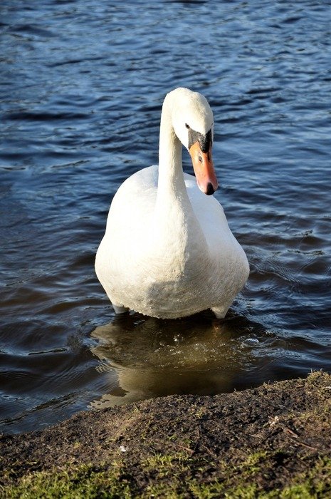Swan goes to the beach from the water