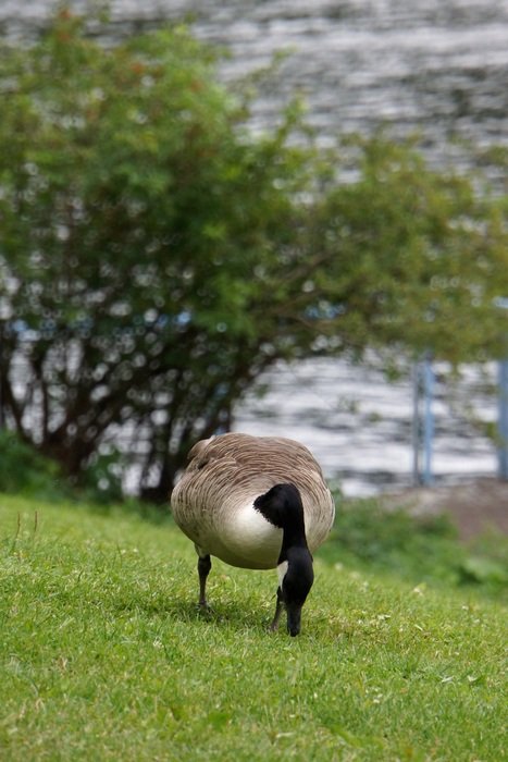 grazing canada goose