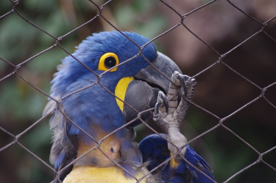 Blue and yellow caged parrot in Philadelphia
