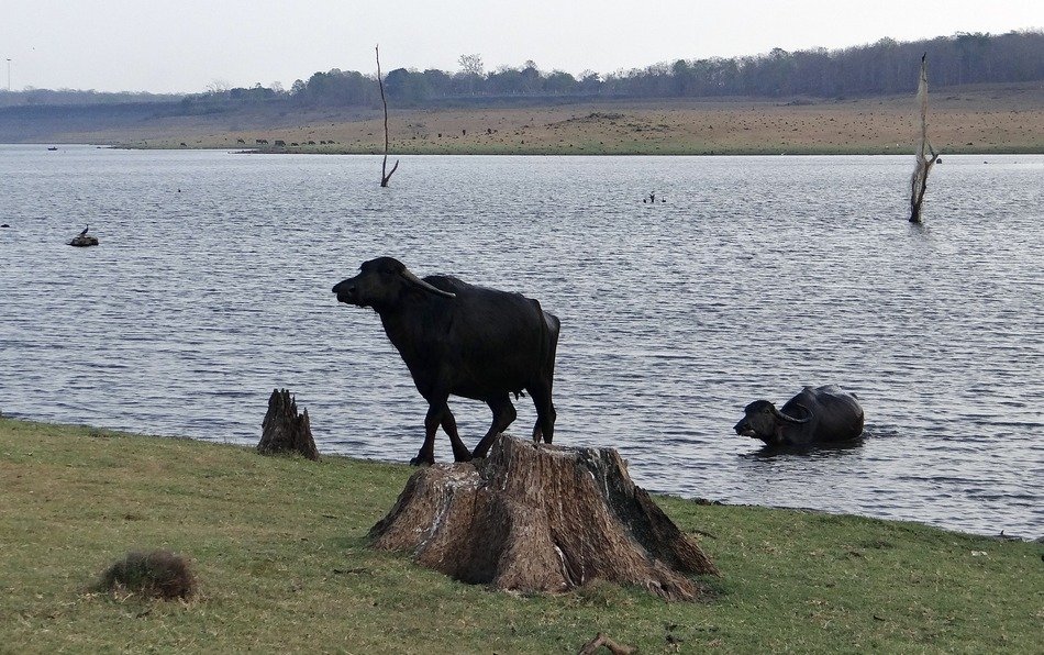 buffaloes on the lake in india