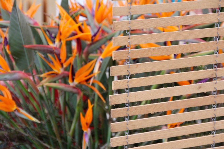 strelizie flowers as a garden decor