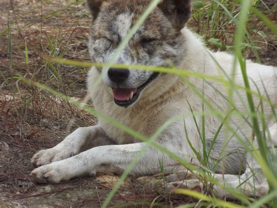 Dog is squinting
