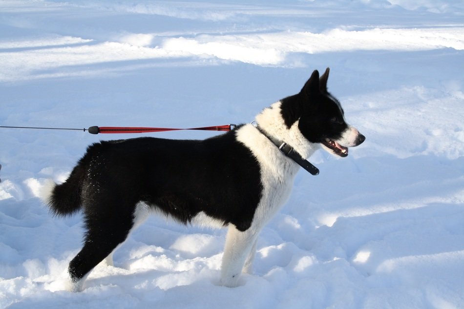 Dog Karelian Bear